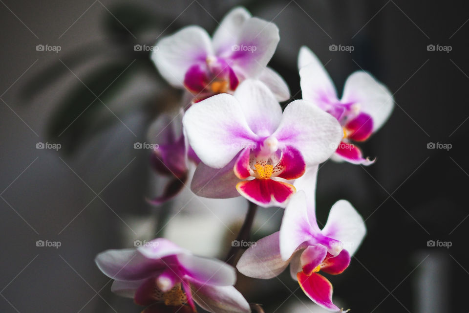 beautiful orchids