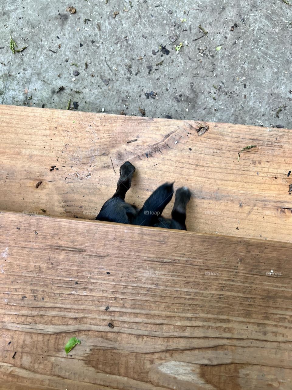 Looking for more - overhead view of Chihuahua dog tail and hind legs from underneath wooden stairs outdoors 