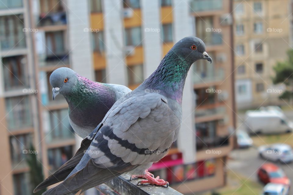🐦 Pigeons .
