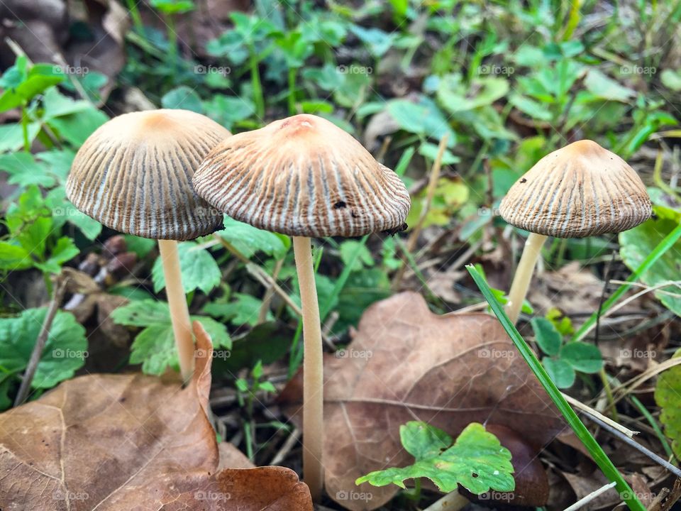Three little brown mushrooms in the forest 