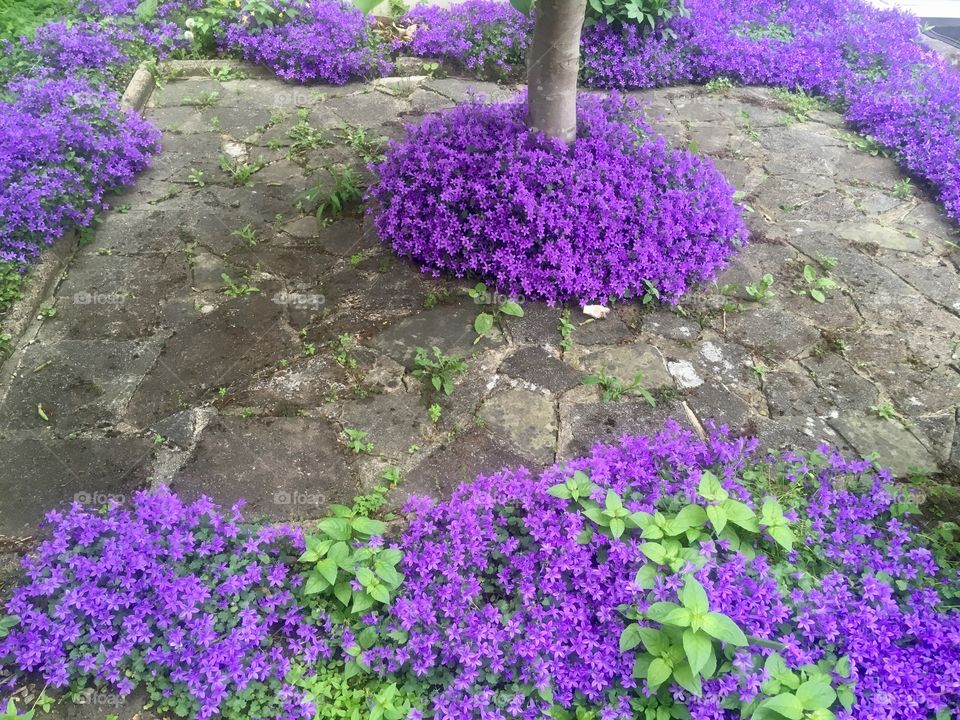 Purple flowers on Stanhope Avenue, Church End, London