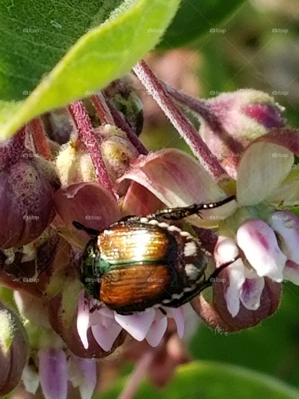 Close up beetle