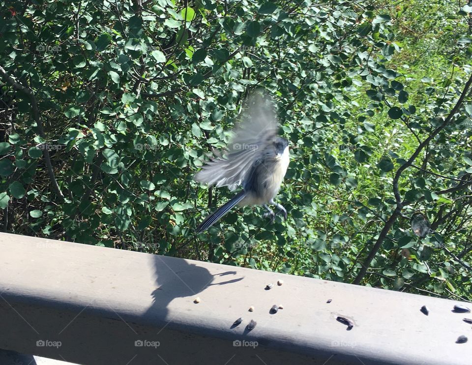 Bird, Wildlife, Nature, Feather, Pigeon