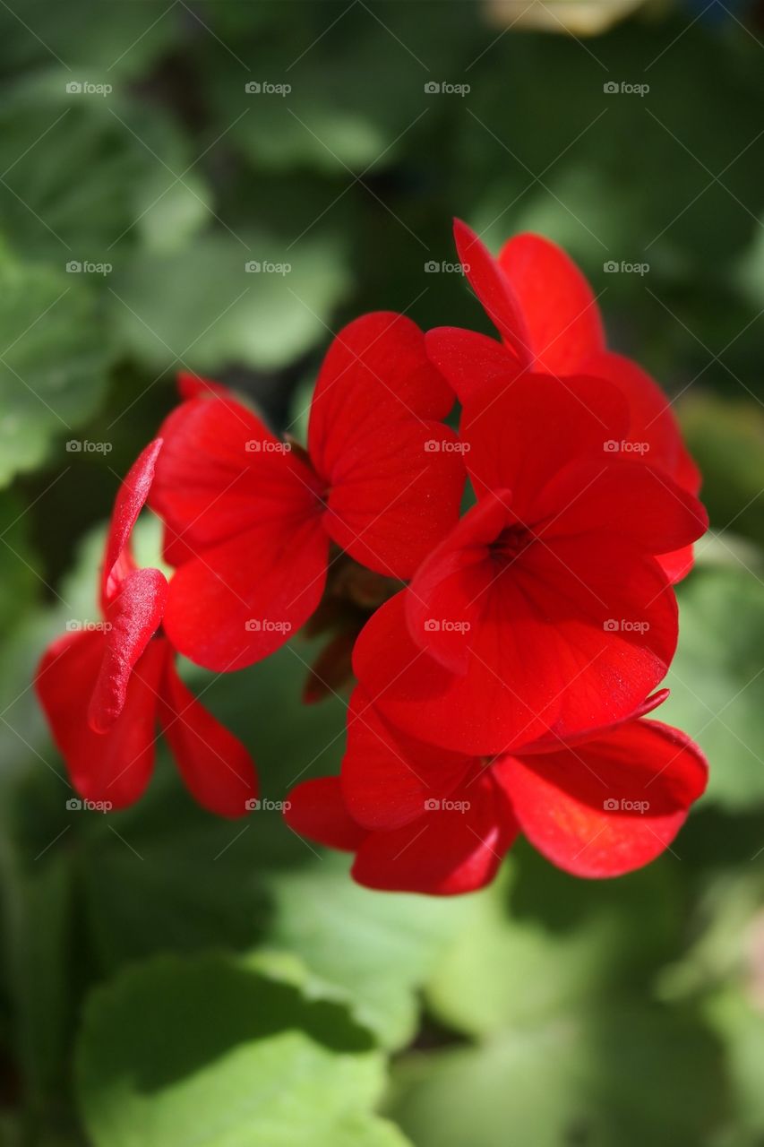 Red flower