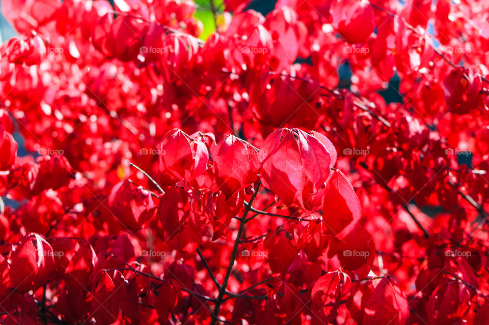 Although Autumn mostly brings rain & wind we are lucky to have the odd bit of colour before the leaves get blown off the trees. This is a closeup of a burning bush, (Euonymus alatus), in full fall glory. A mid-day shot made the colour so vibrant! 🔥