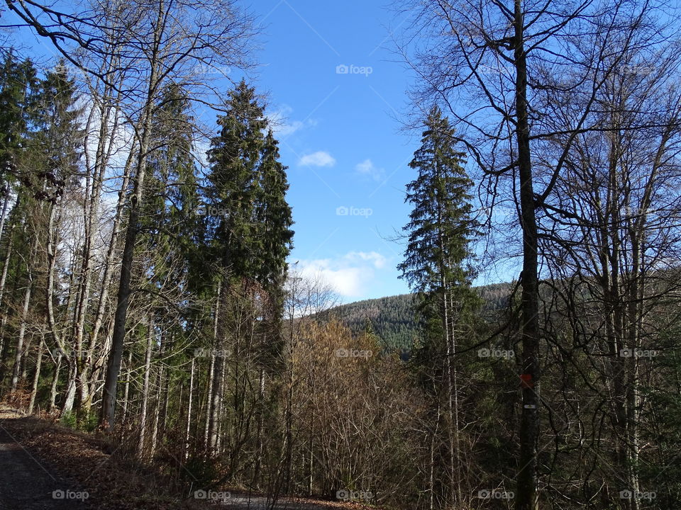 Schwarzwald