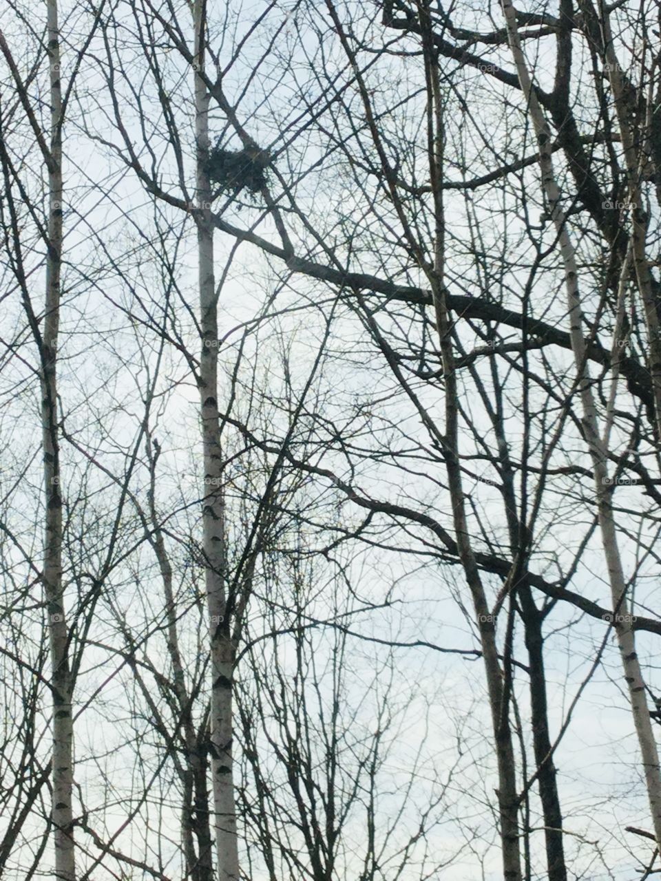 Squirrels nest left top