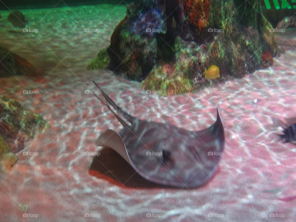 Stingray. Fish in the water 