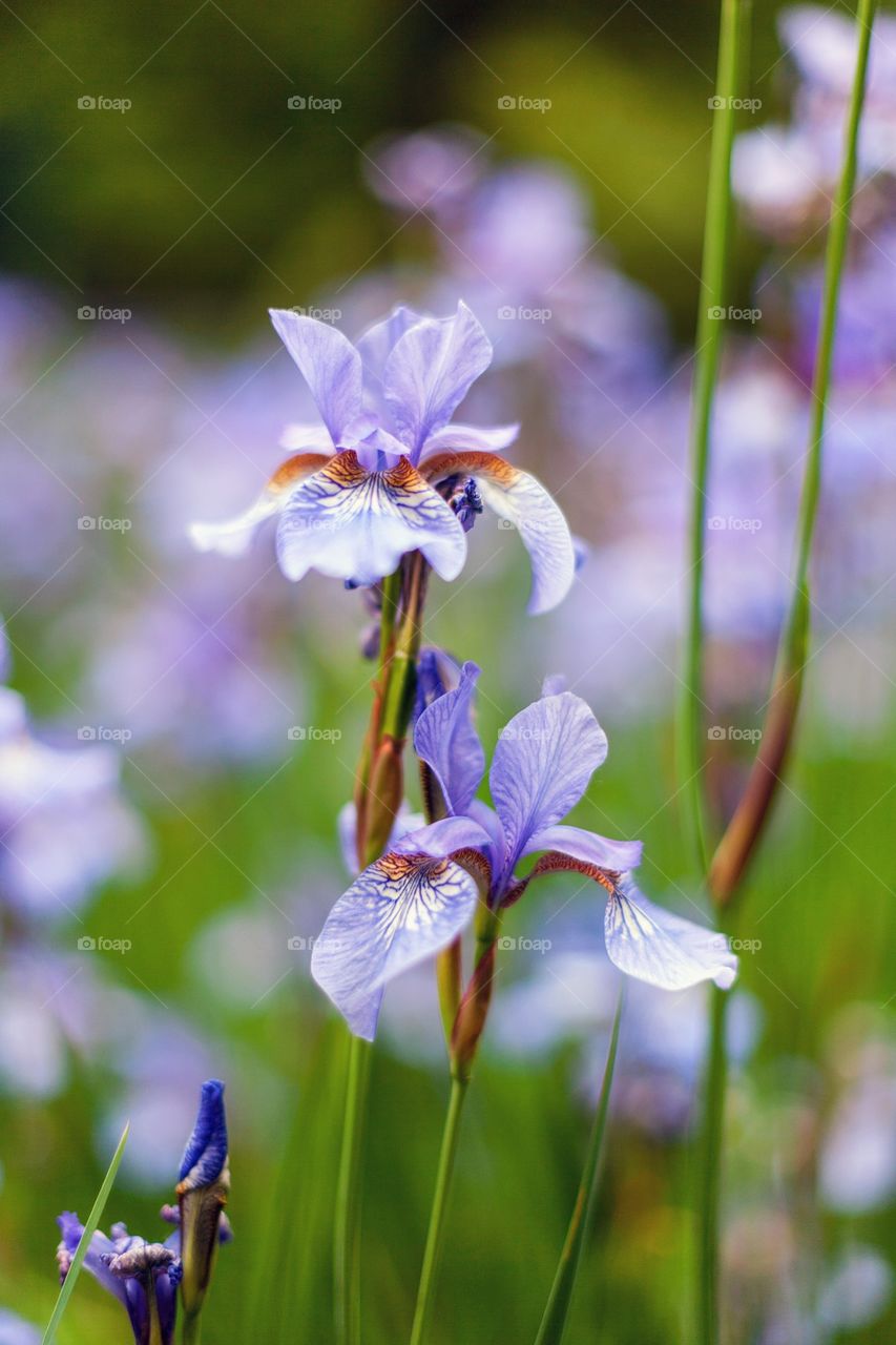 Iris flower