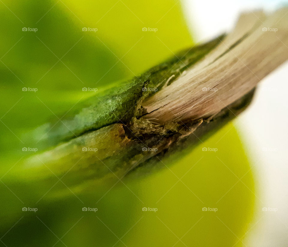 macrophoto of pepper