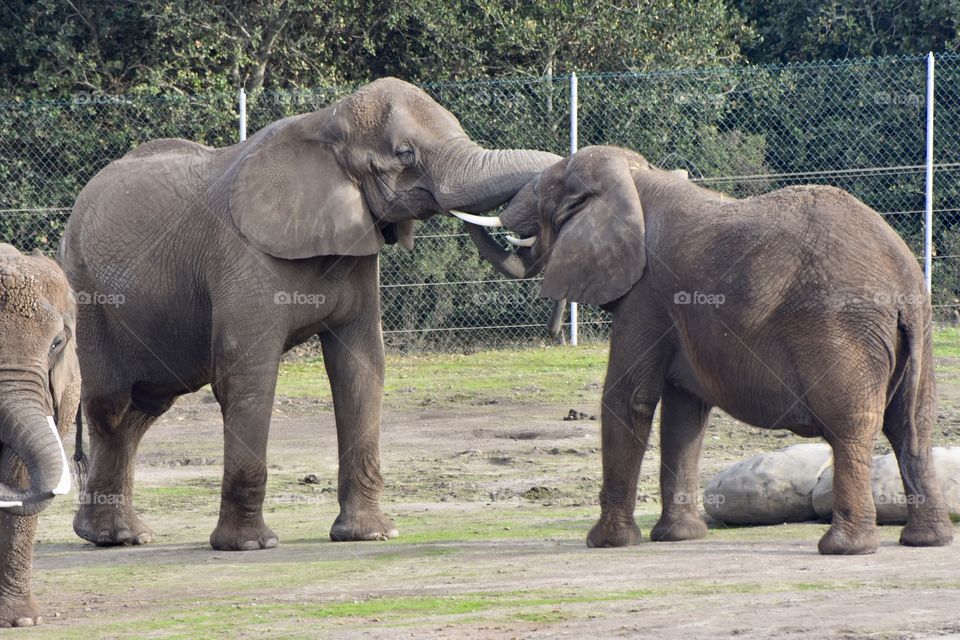 Elephant trunk kissing in Salinas California at the wild life Sanctuary 