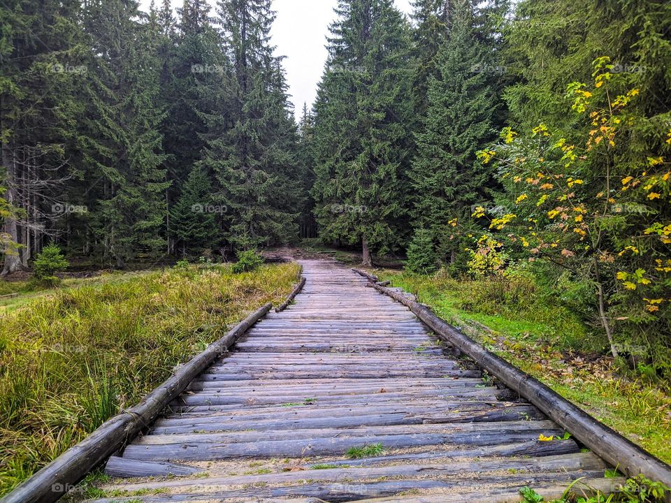 Path in the forest