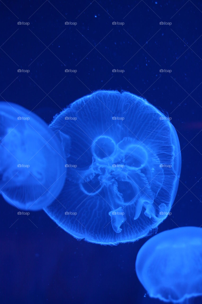 jellyfish under blue light