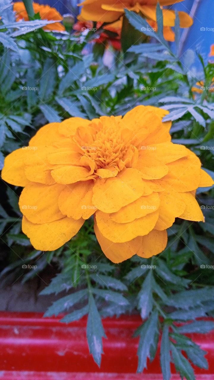 Although Malar's flowers are stale, her dignity never diminishes. - Mark Twain