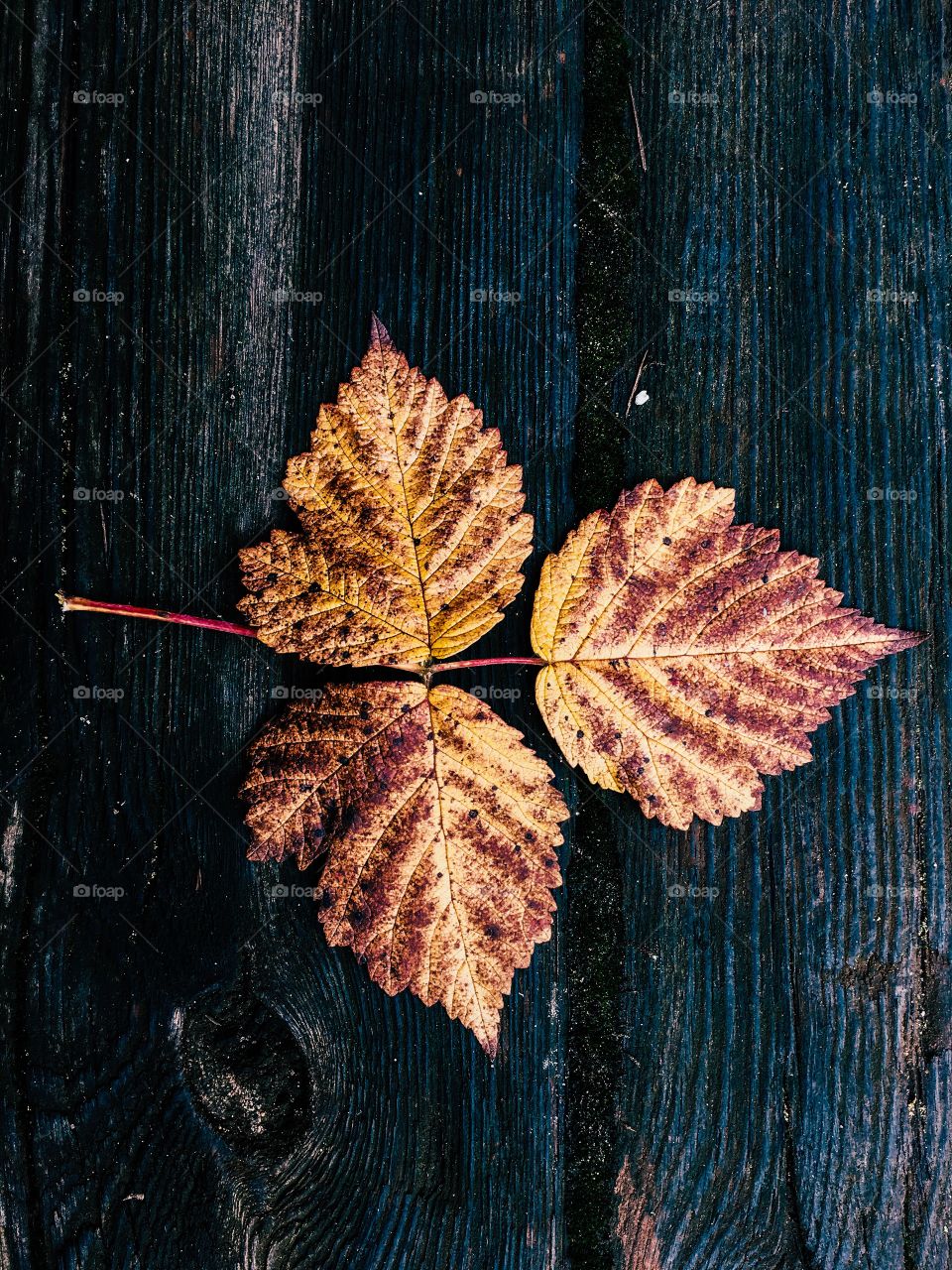 Directly above view of dry leaves on wood