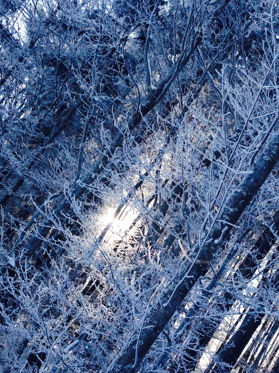 snow covered trees in the mountains