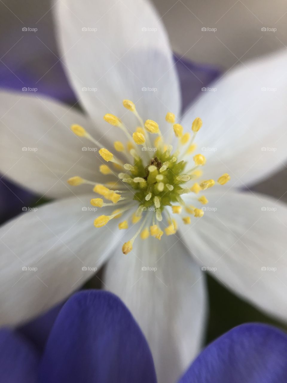 Anemone nemorosa