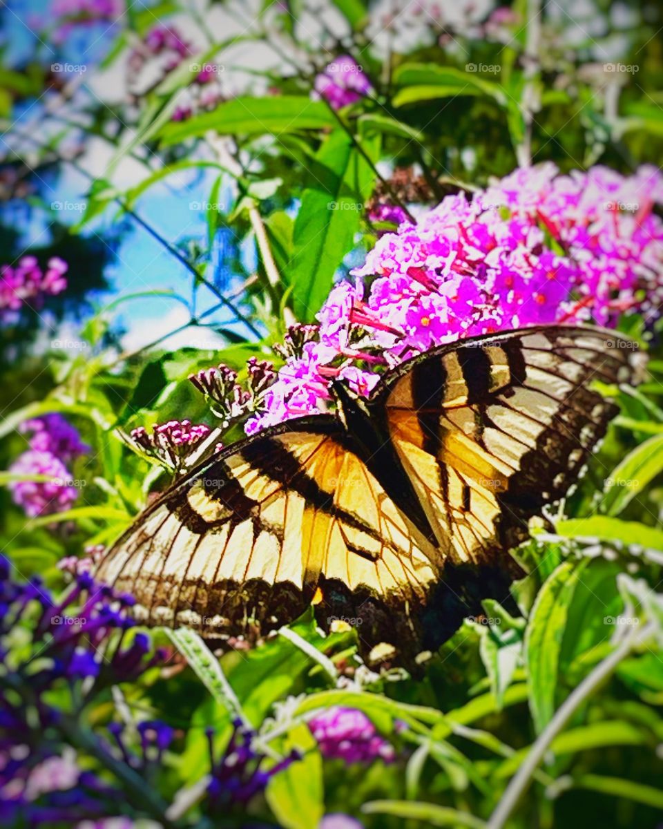 Swallow tail butterfly wings open resting on a butterfly bush 
