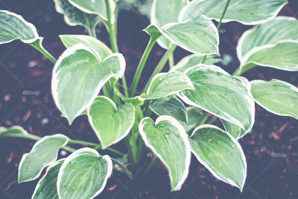 Green plant