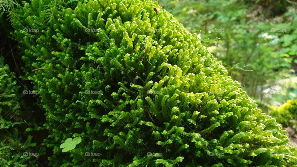 Bright green moss