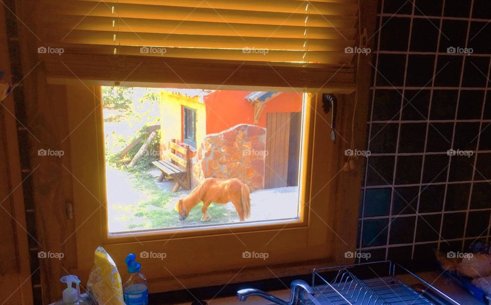 Pony in the window.