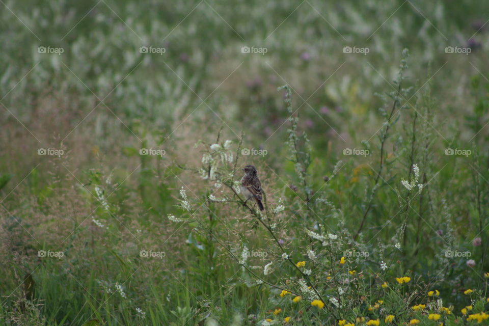 Bird on a blade of grass