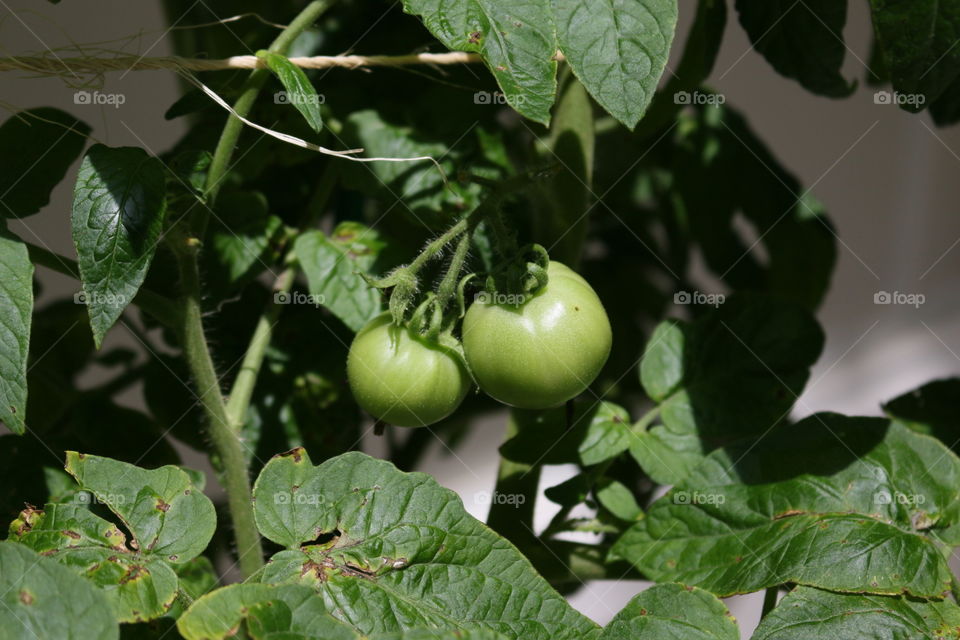 Green tomato