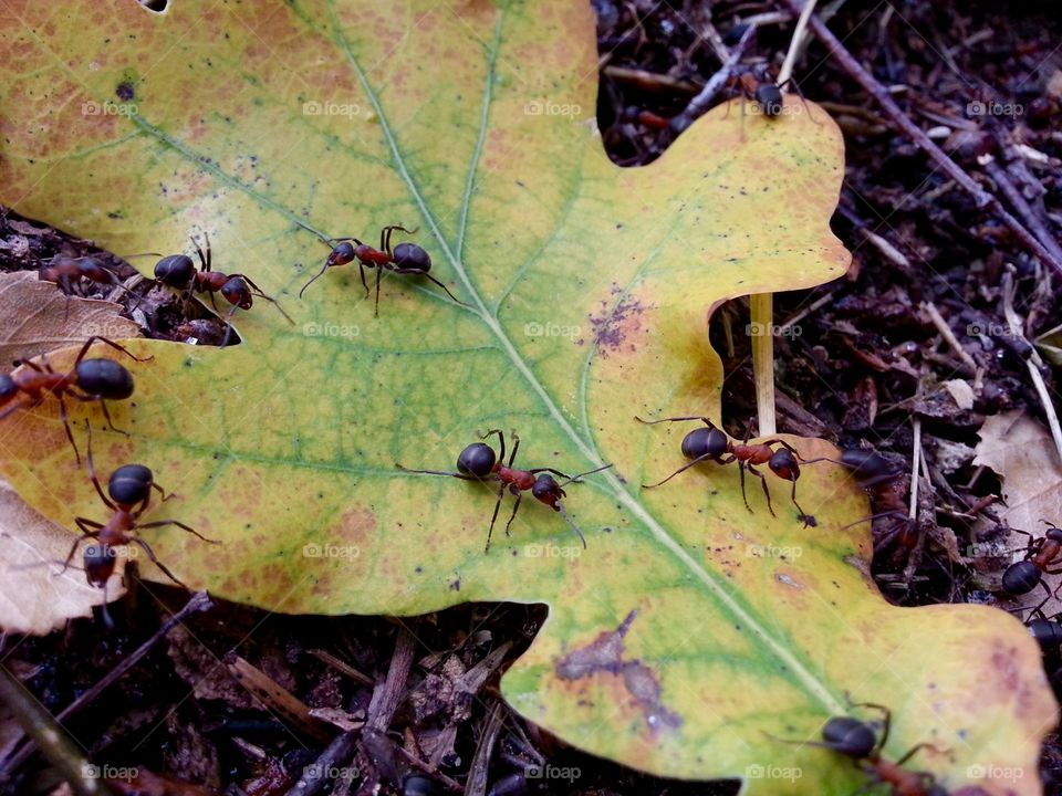 There is an ant hill close to my house.  The weather has been nice so the ants have been very busy and active. I noticed that many ants makes an interesting sound.