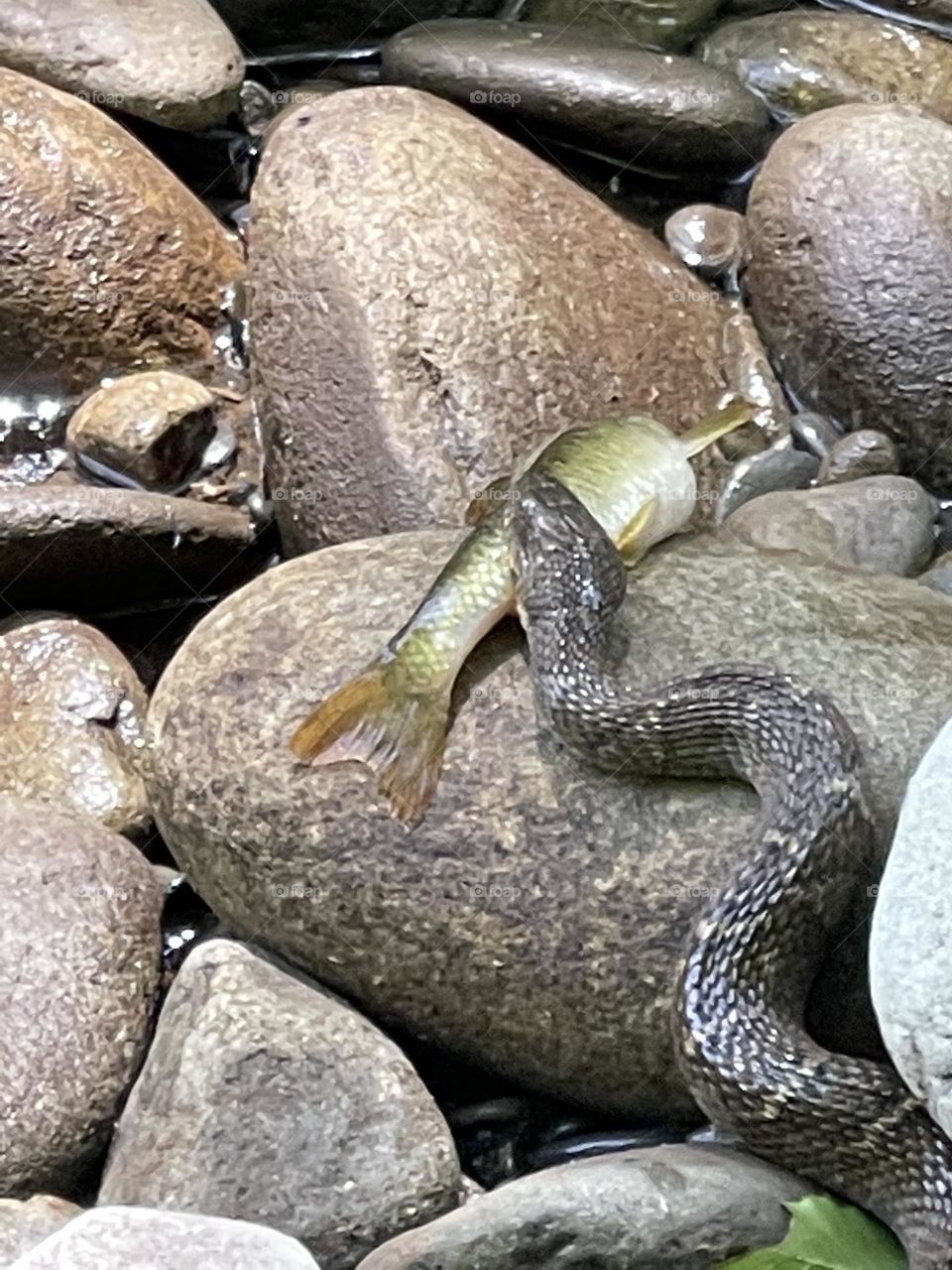 Snake catching fish