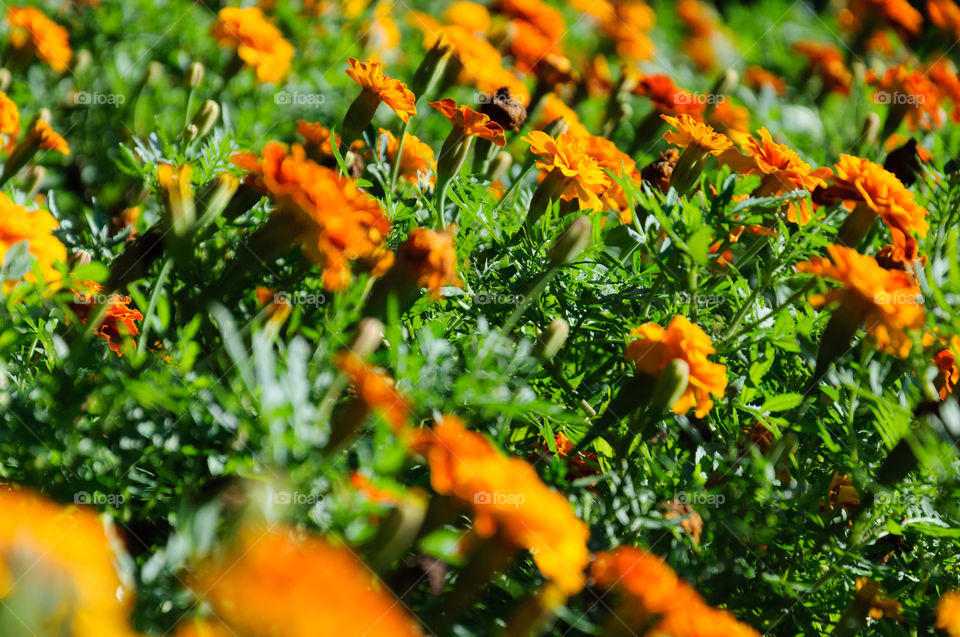 Flowers orange