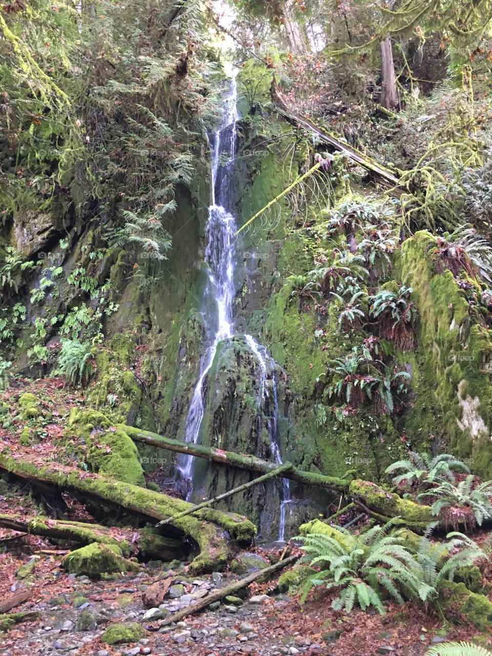 Waterfall in forest