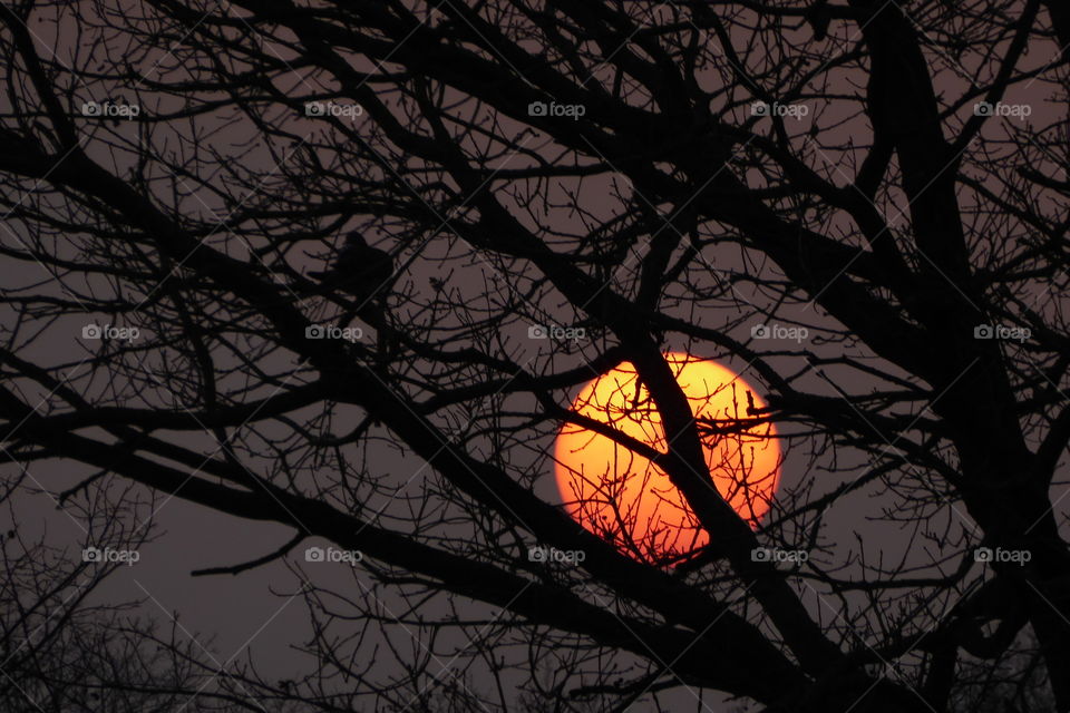 close up of the sunset on a winter evening with tree silhouette 
