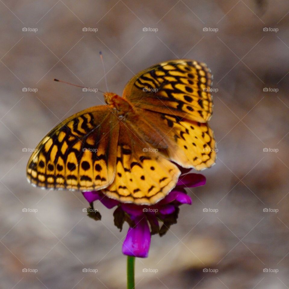 Butterfly in summer