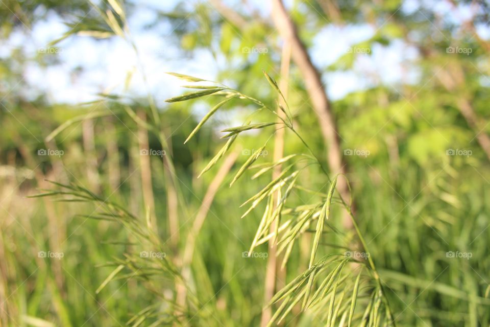 Close up of plants in a feild