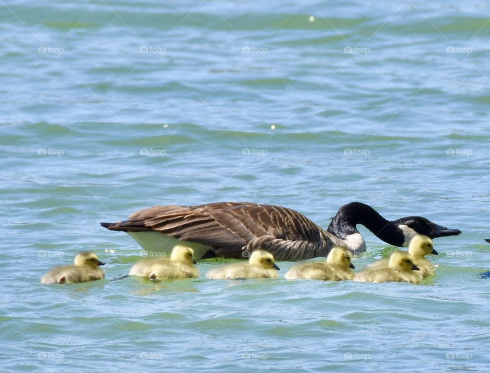 Father goose guarding goslings as they swim