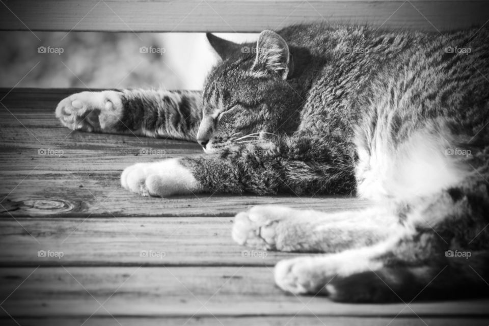 Black and white shot of a lazy grey tabby napping on a wooden surface 