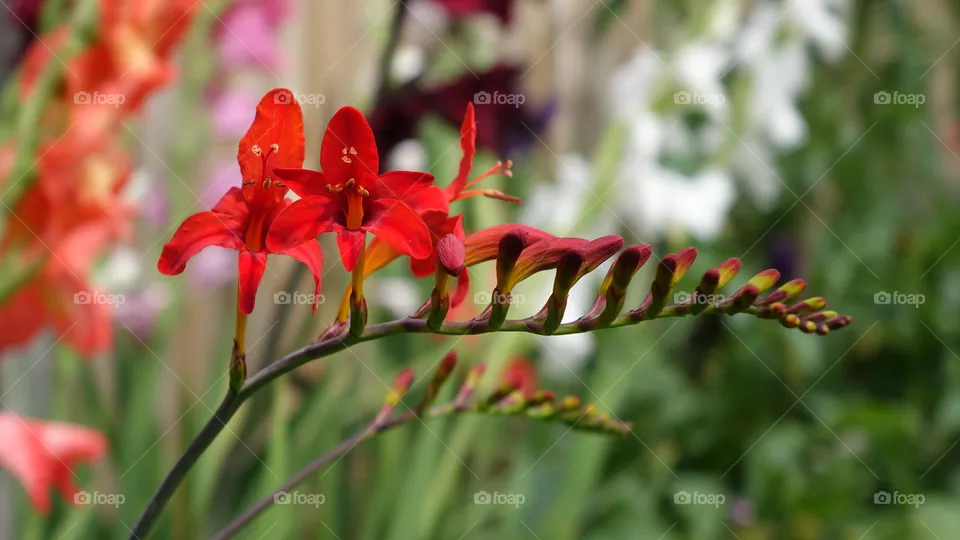 Flower