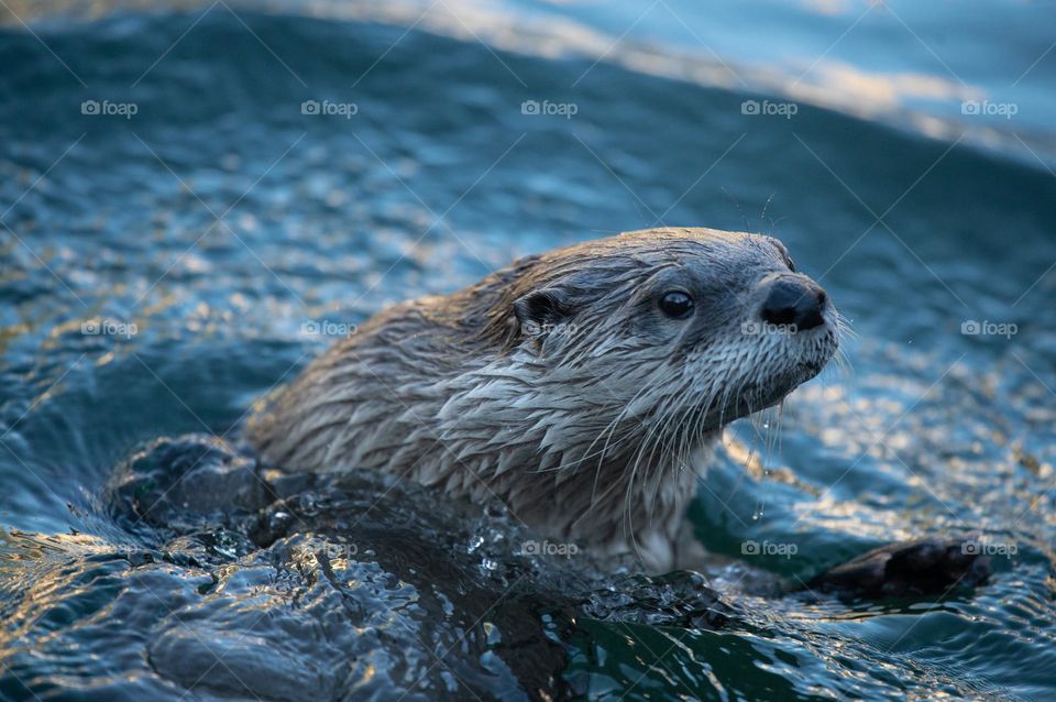 Otter