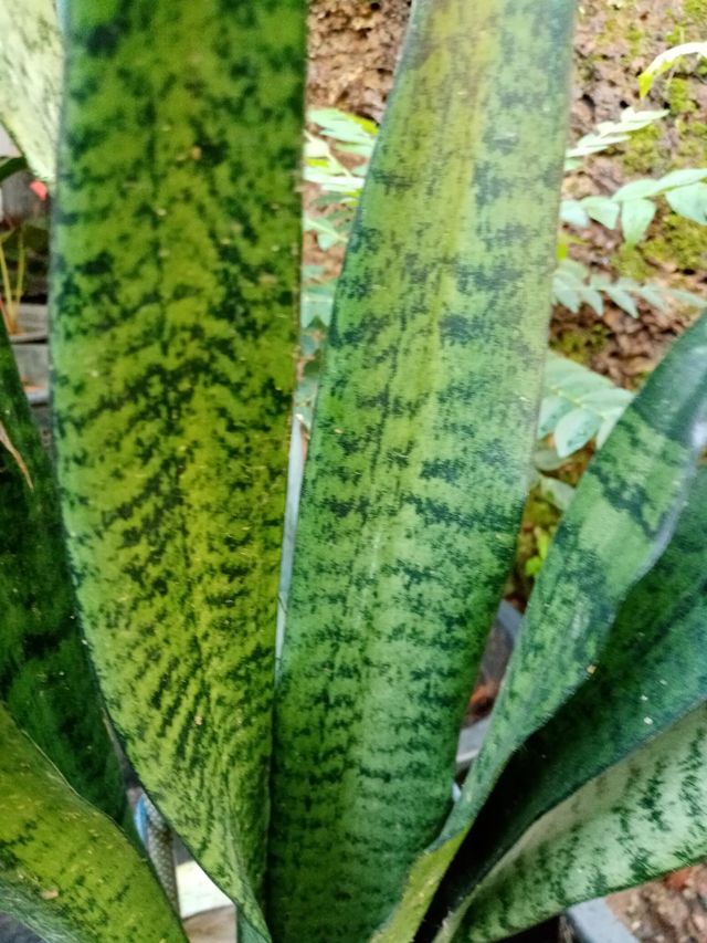 The green