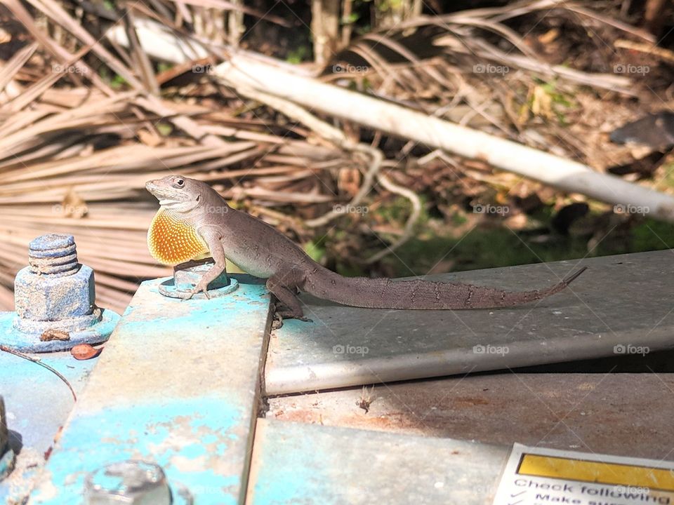 Local Lizard in Eleuthera, The Bahamas.