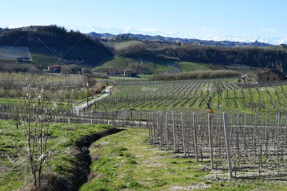 Italian countryside with vineyards and hills in spring