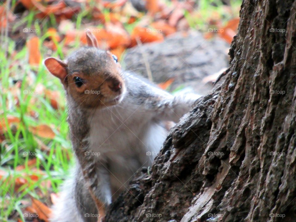 squirrel about to climb the tree