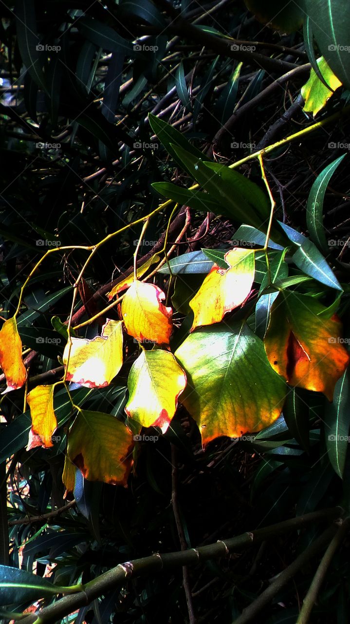 Branch with colorful leaves hanging