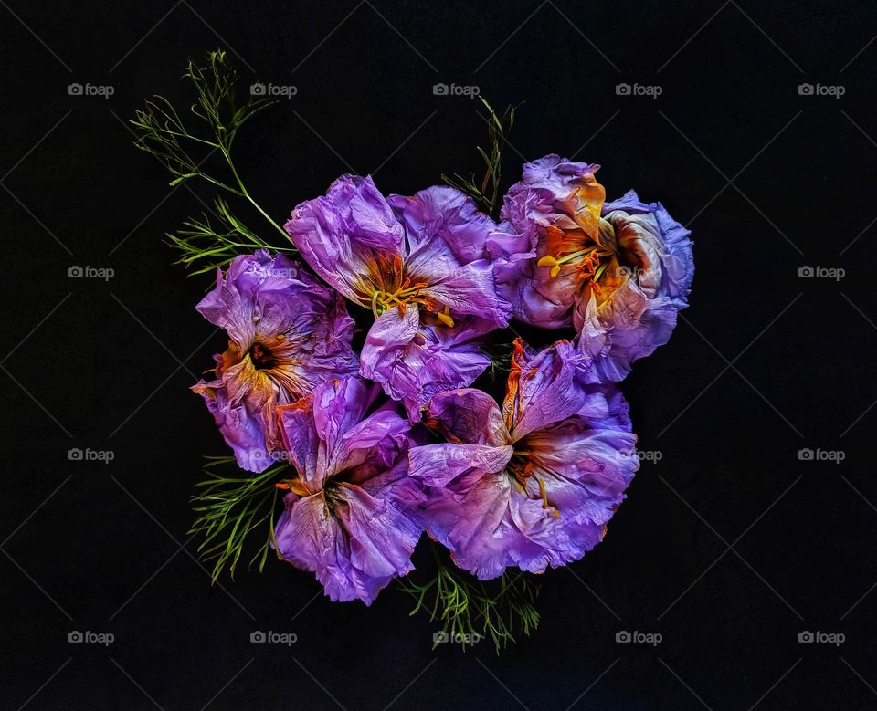 Composition of purple flowers on black background