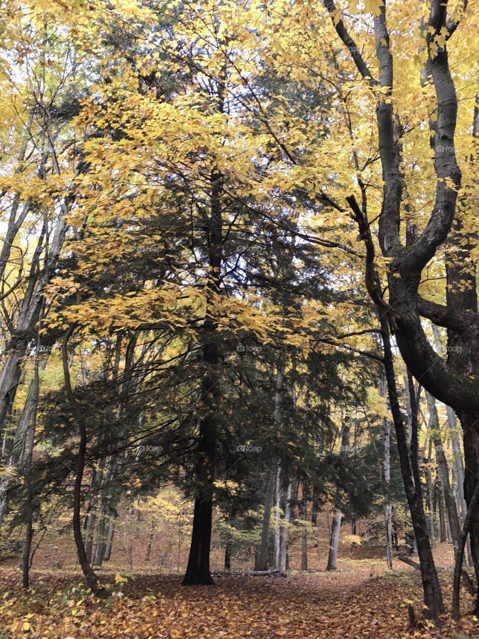 Saugatuck Michigan in the fall