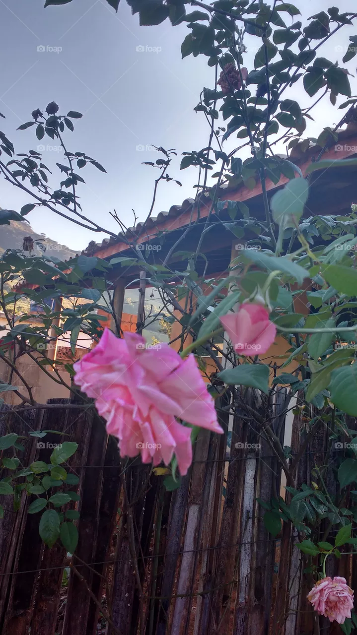 lindo