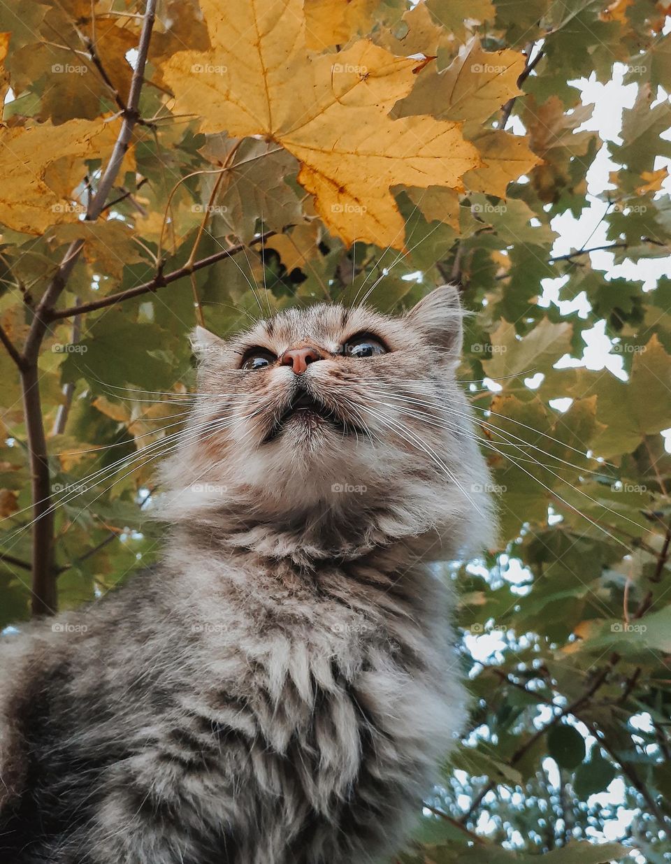 aesthetic photo of a village cat on the background of an autumn maple tree with yellow and green leaves