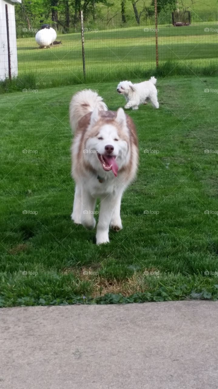 Skyla is happy to be running around