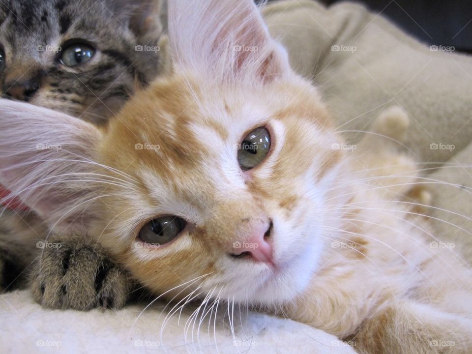 Orange Tabby Kitten