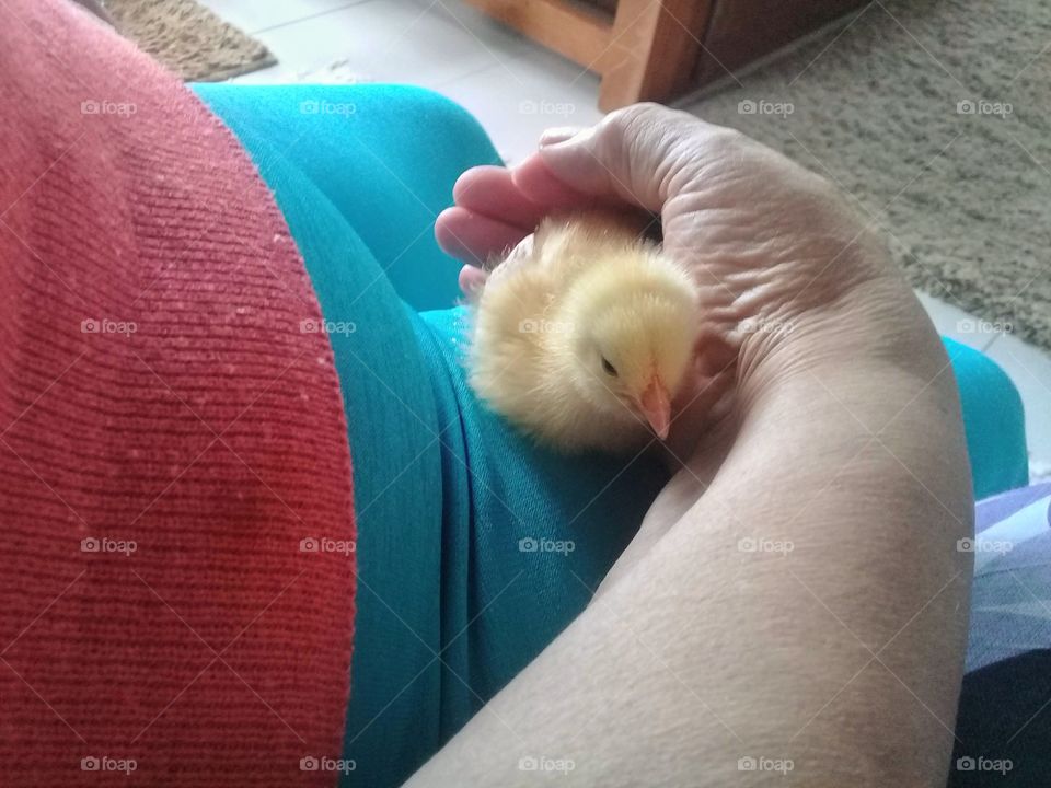 pet chick